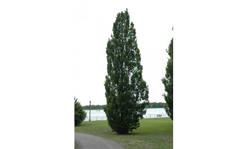Quercus robus 'Fastigiata' - Chêne anglais pyramidal
